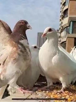 ca8f952d0413354872ff6e46c2a51ab