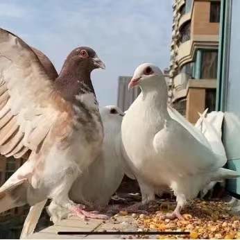 ca8f952d0413354872ff6e46c2a51ab