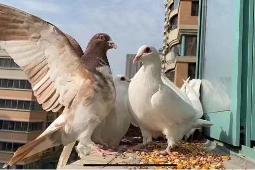 ca8f952d0413354872ff6e46c2a51ab