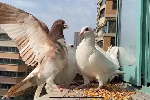 ca8f952d0413354872ff6e46c2a51ab