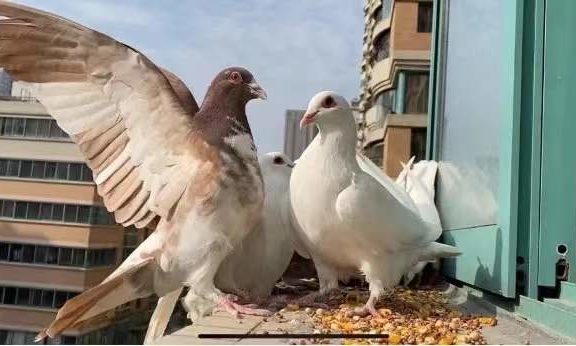 ca8f952d0413354872ff6e46c2a51ab