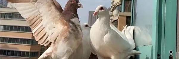 ca8f952d0413354872ff6e46c2a51ab