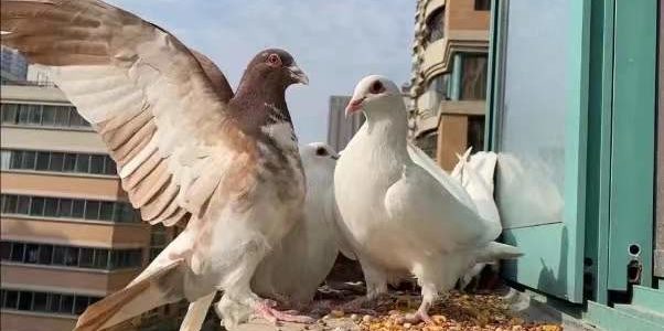 ca8f952d0413354872ff6e46c2a51ab