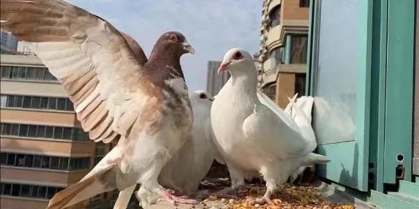 ca8f952d0413354872ff6e46c2a51ab