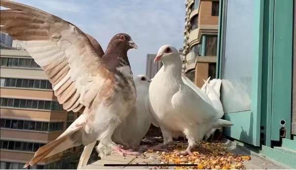 ca8f952d0413354872ff6e46c2a51ab